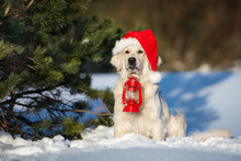 Golden Retriever Dog In Santa Hat Holding A Lantern In Winter