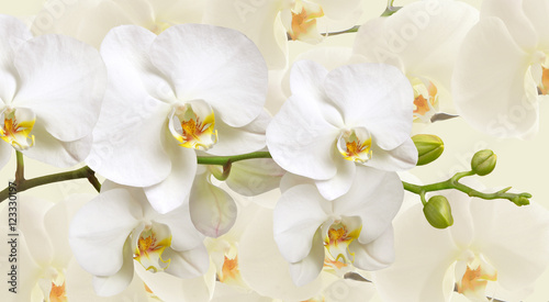 Fototapeta na wymiar Large white Orchid flowers in a panoramic image