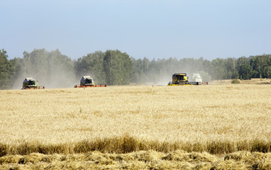 grain harvest