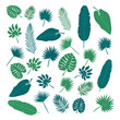 Collection of tropical leaves. Nature elements for your design