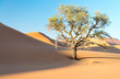 Baum zwischen Namibdünen, Namib, Namibia
