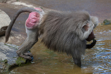 Poster - Hamadryas baboon (Papio hamadryas).