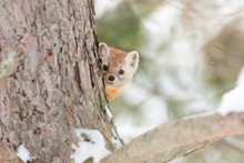 Pine Marten Peeks Out From Behind A Tree In Algonquin Park, Canada In Winter