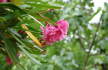 Pink Oleander Flower