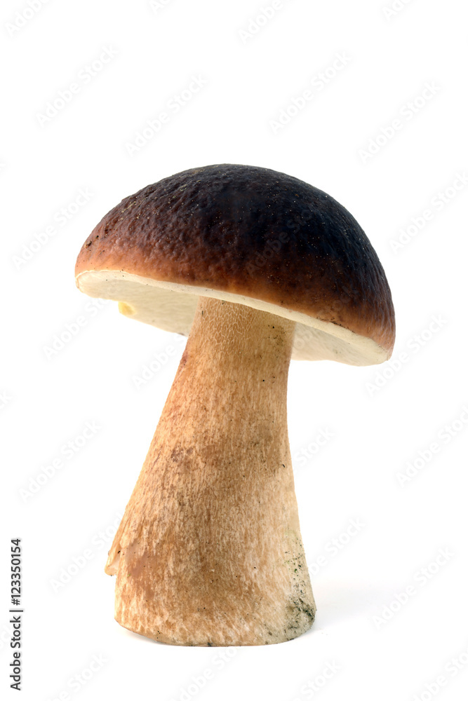 penny bun mushroom on isolated white background - obrazy, fototapety, plakaty 