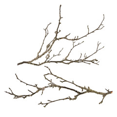 dry tree branch with lichen isolated