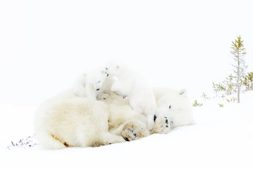 Wall Mural - polar bear mother (ursus maritimus) playing with two new born cubs, wapusk national park, manitoba, 