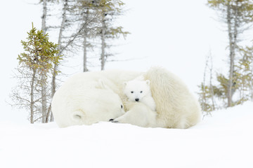 Wall Mural - polar bear mother (ursus maritimus) playing with two new born cubs, wapusk national park, manitoba, 