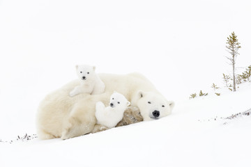 polar bear mother (ursus maritimus) playing with two new born cubs, wapusk national park, manitoba, 