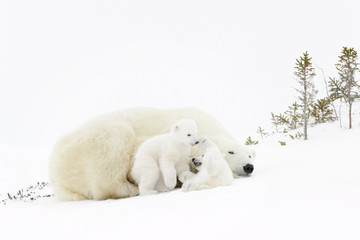 Wall Mural - polar bear mother (ursus maritimus) playing with two new born cubs, wapusk national park, manitoba, 