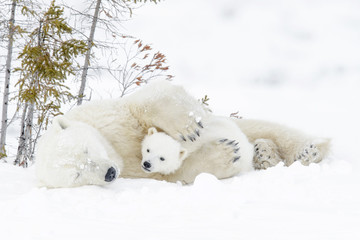 Wall Mural - polar bear mother (ursus maritimus) with two cubs, wapusk national park, manitoba, canada