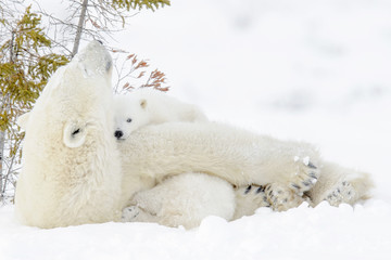 Wall Mural - polar bear mother (ursus maritimus) with two cubs, wapusk national park, manitoba, canada