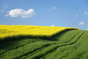 Canvas Print - Rapsfeld