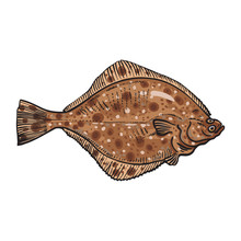 Hand Drawn Flounder, Sketch Style Vector Illustration Isolated On White Background. Colorful Realistic Drawing Of A Flounder Or Flatfish, Edible Freshwater Fish