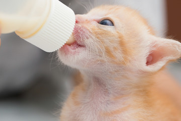 Feeding orphaned kitten with milk replacer