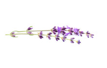 Branch Of Fresh Lavender Isolated.