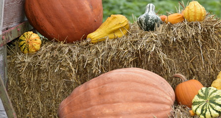 Poster - citrouilles sur botte de foin