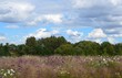 Naturlandschaft mit Blumenwiese und blauem Wolkenhimmel im September 