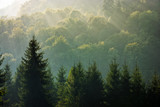 Fototapeta Las - spruce forest on foggy sunrise in mountains