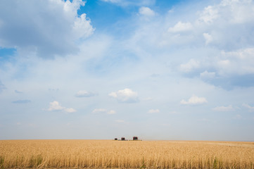 Gold wheat field