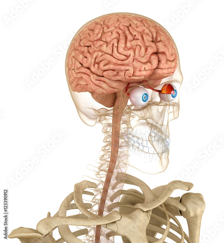 Naklejka - mata magnetyczna na lodówkę Anatomia oczy i szkielet