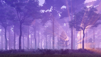 Wall Mural - dreamlike woodland scenery. misty pine forest with sun light rays and fog at sunset. 3d illustration