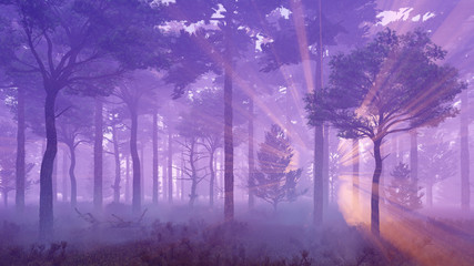 Wall Mural - fairytale woodland scenery. misty pine forest with sun light rays and thick fog at sunset. 3d illust