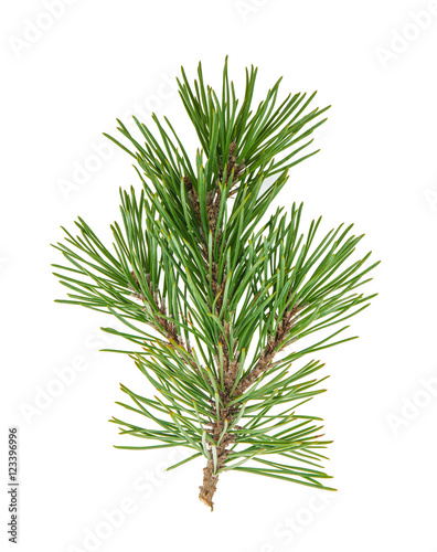 Fotografie, Obraz Pine tree branches with cones isolated on white
