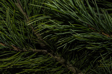 Natural Background Of Green Needles