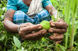 Indigenous Adivasi woman collecting an uncultivated fruit in a forest in Jharkhand, India