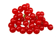 Red Berries Of Viburnum On A Branch Isolated On White Background