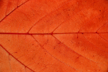 close-up on autumn red leaf texture