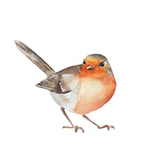 Watercolor Bird Robin. Colorful Illustration. Isolated On White