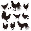 chicken silhouette vector