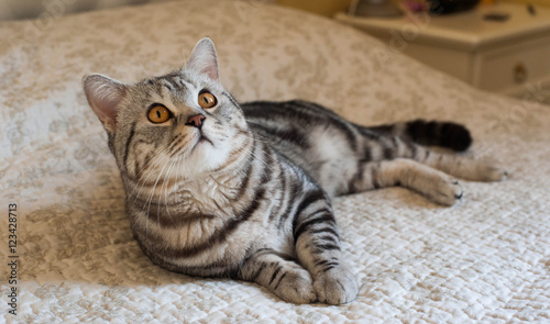 Cute American Shorthair Cat Kitten Buy This Stock Photo And