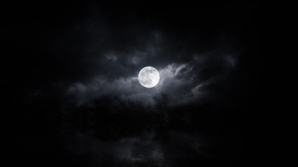 Wall Mural - night forest halloween background