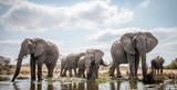 Fototapeta Zwierzęta - Drinking herd of Elephants.