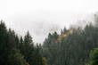 mountains with fir trees covered with fog