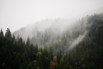  Las z mgłą nad górami