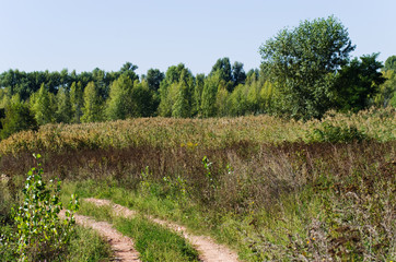 Wall Mural - Dirt road in a field