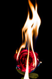Fototapeta  - Burning flower on black background 