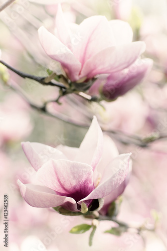 Naklejka nad blat kuchenny Kwitnące kwiaty pięknej magnolii