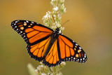 Male Monarch butterfly in summer garden feeding on a Buddleia flower