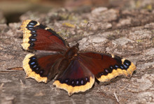 Mourning Cloak Butterfly Feeding On Oak Tree Sap