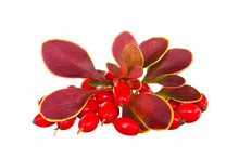Berberis Thunbergii Autumn Composition Leaves And Berries. Berberis Thunbergii (Latin Berberis Thunbergii Coronita). Barberry, Red Berries And Leaves On White Background