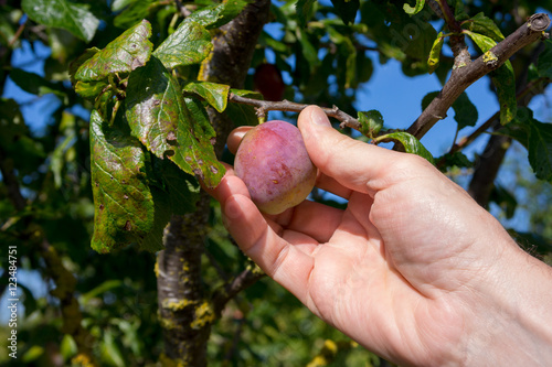 Picking Plums Variety Is Marjorie S Seedling This Picking Plums Variety Is Marjorie S Seedling This