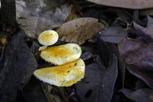 Yellow Fungus In The Dark Of The Forest