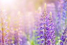 Blooming Lupine Flowers. A Field Of Lupines. Sunlight Shines On Plants. Violet Spring And Summer Flowers. Gentle Warm Soft Colors, Blurred Background