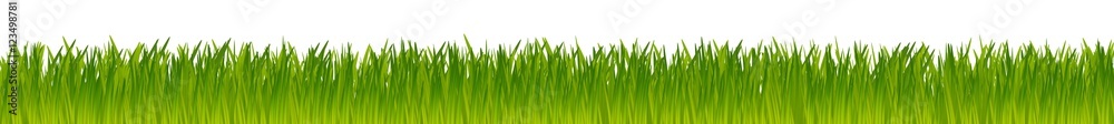 green realistic vector grass meadow isolated on white background - obrazy, fototapety, plakaty 