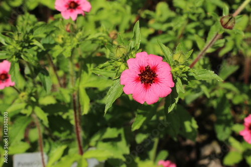 фотография Pink-red "Nepal Cinquefoil" flower in Zurich, Switzerland